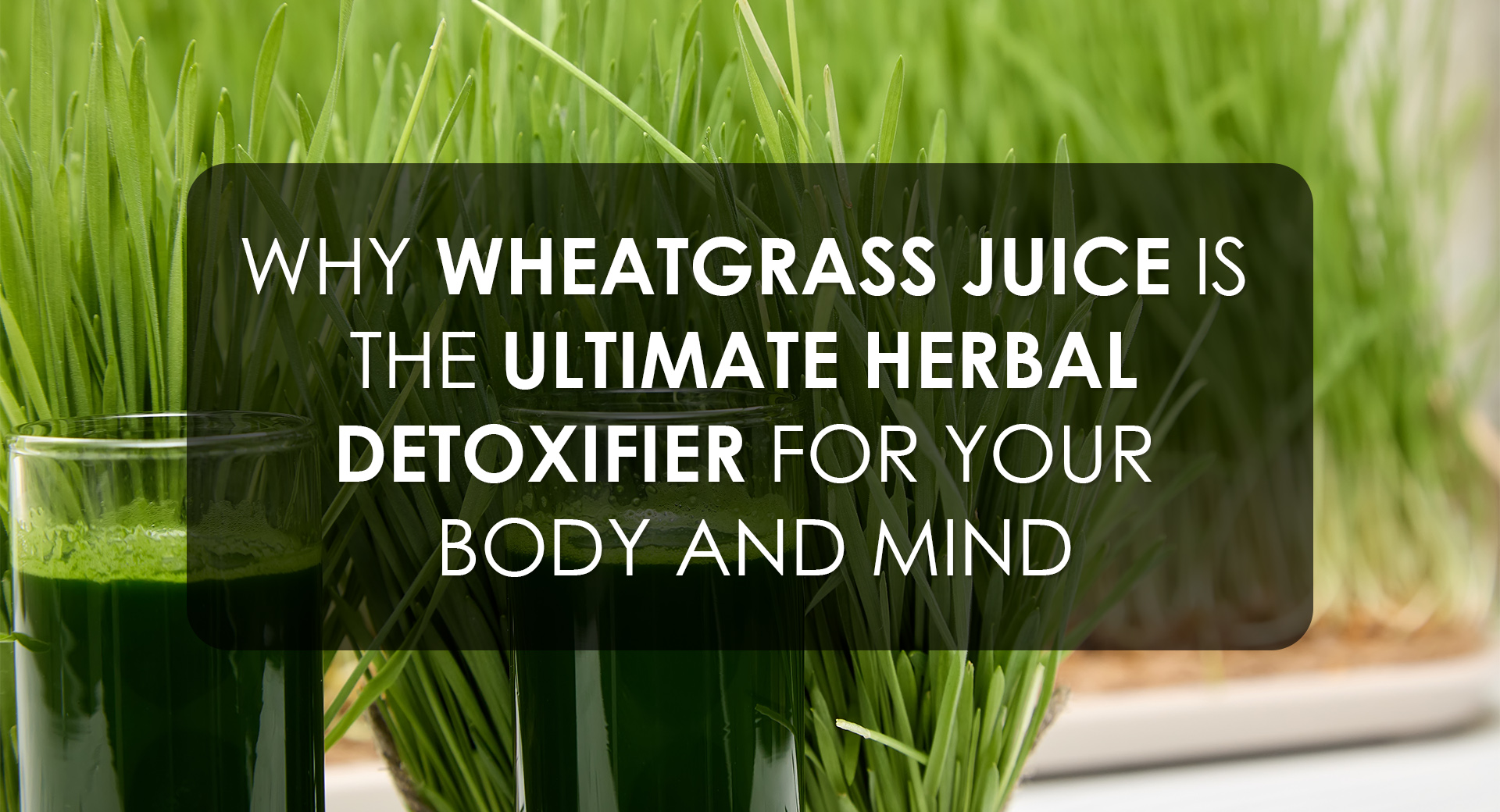 Uncover the Power of Wheatgrass Juice: The Best Herbal Detox for Body and Mind