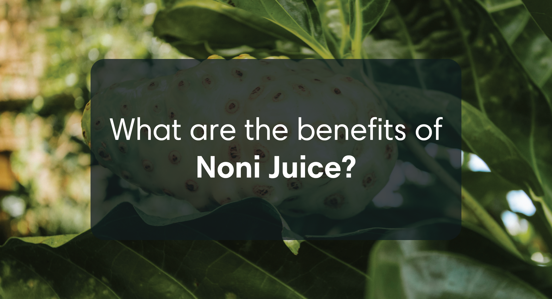 What Are The Benefits Of Noni Juice