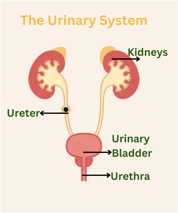 The urinary system