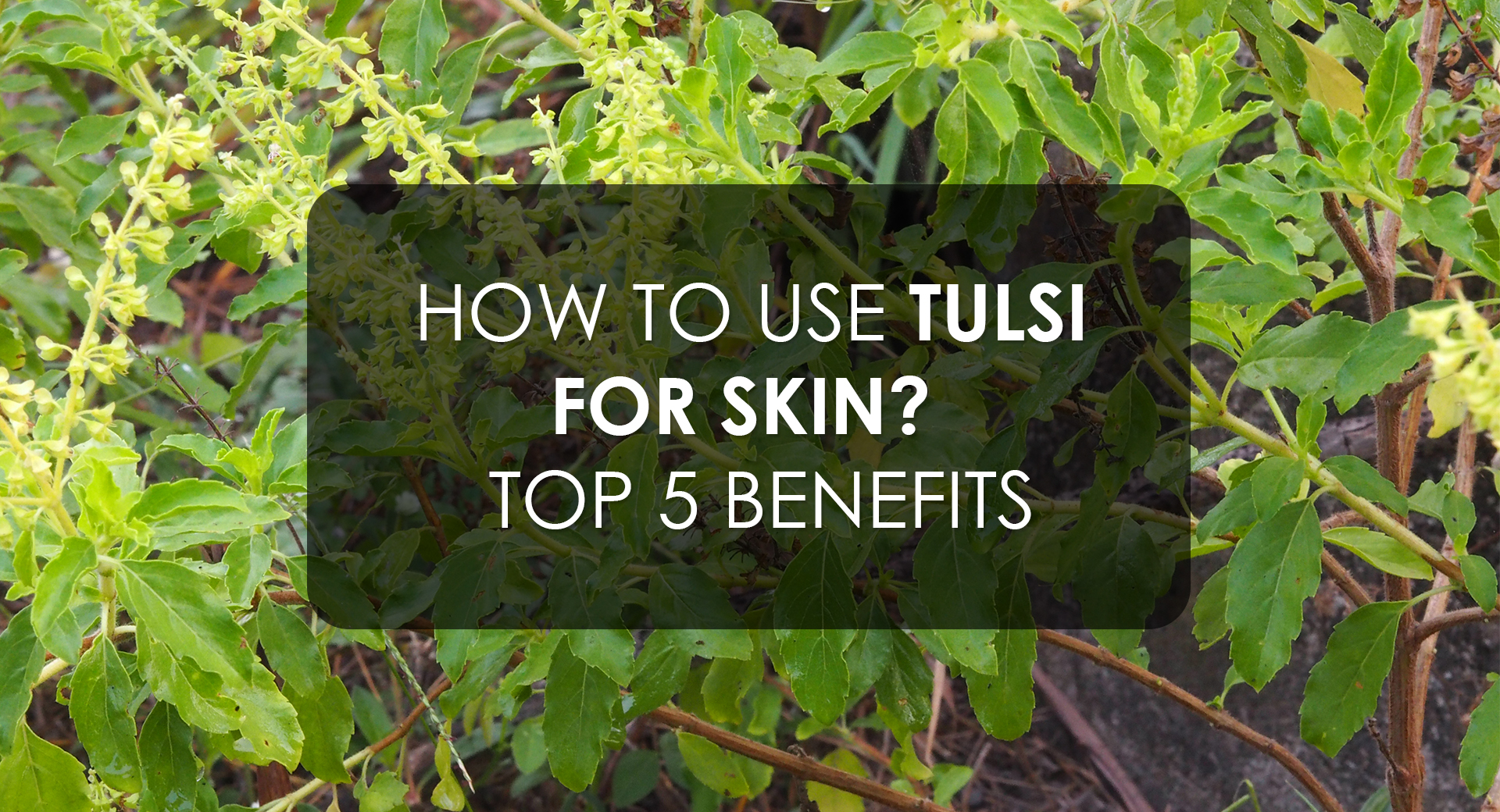 5 Amazing Benefits of Tulsi for Skin And How to Use It in Your Routine