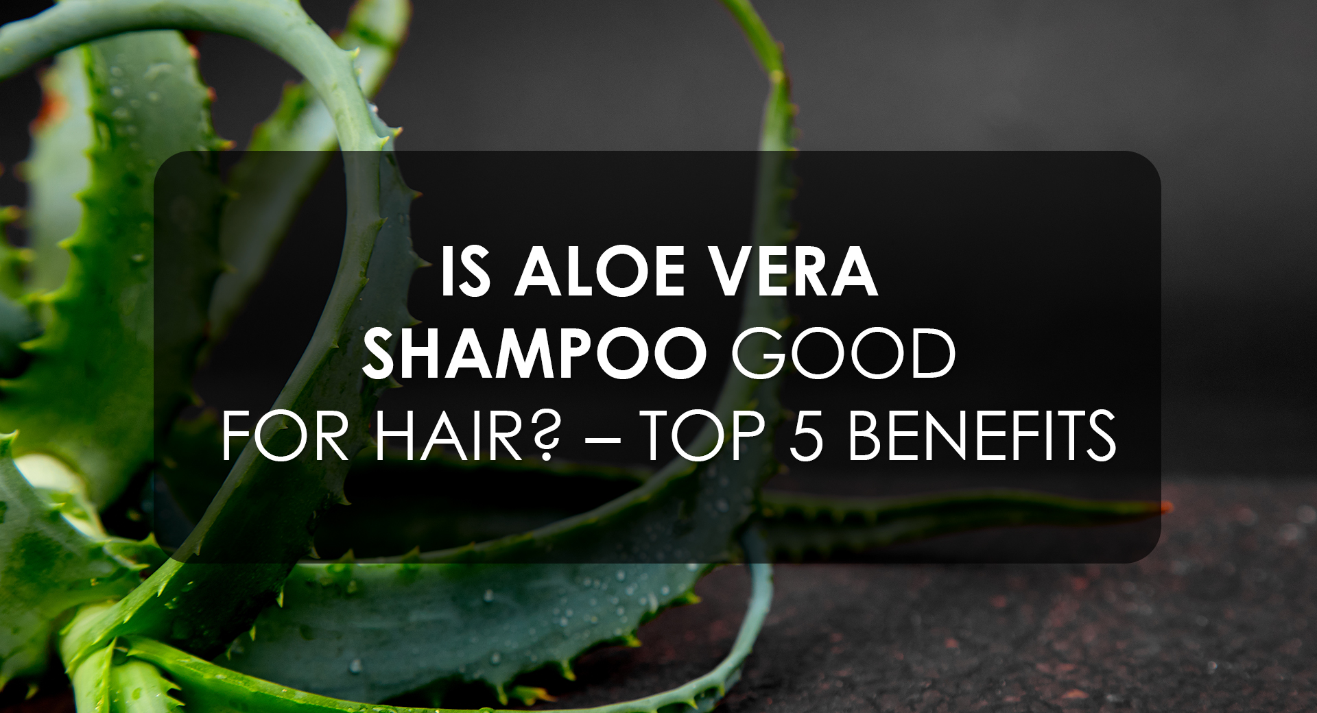 Is Aloe Vera Shampoo Good For Hair