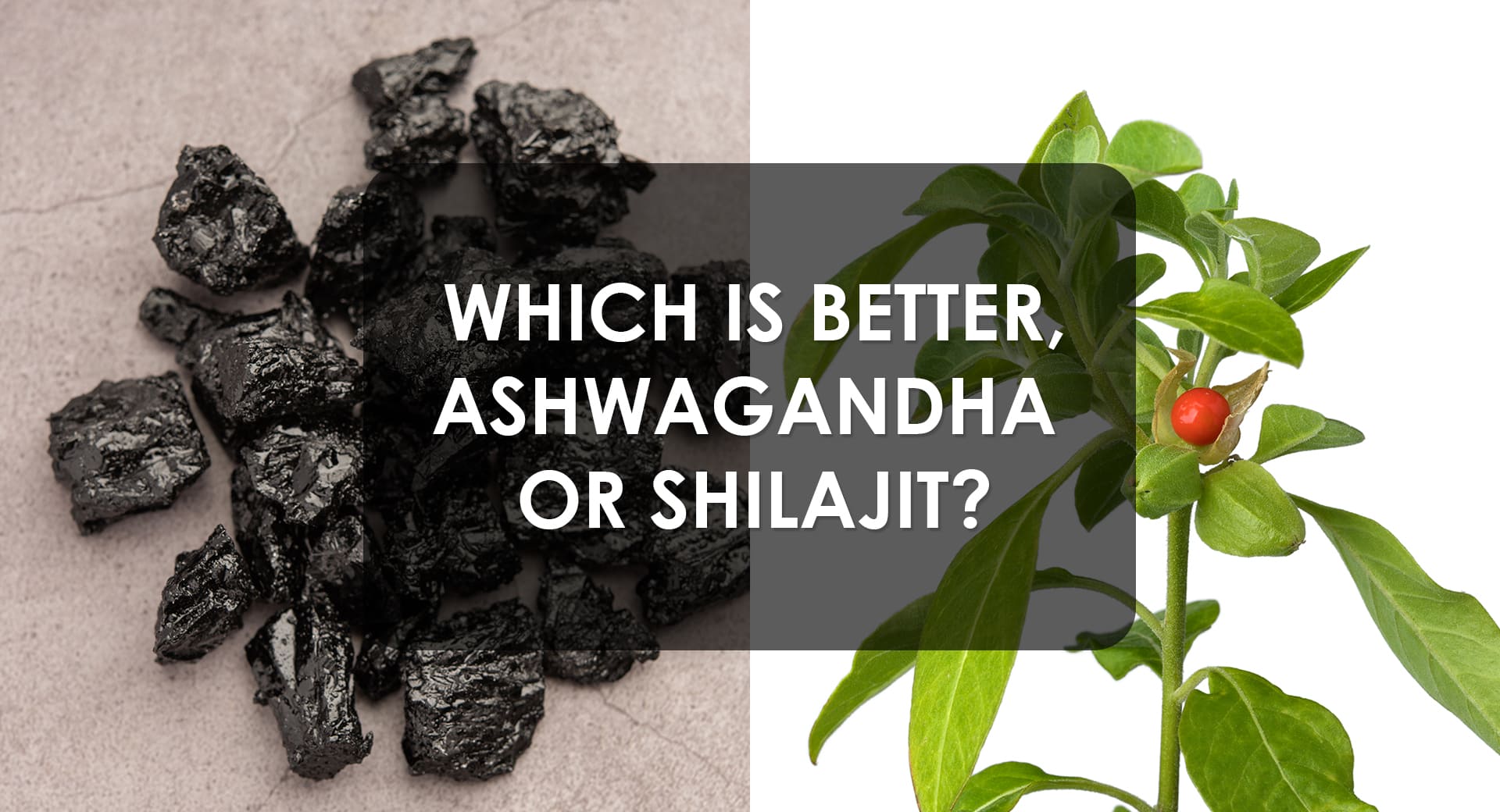 Ashwagandha vs. Shilajit: Which is Better