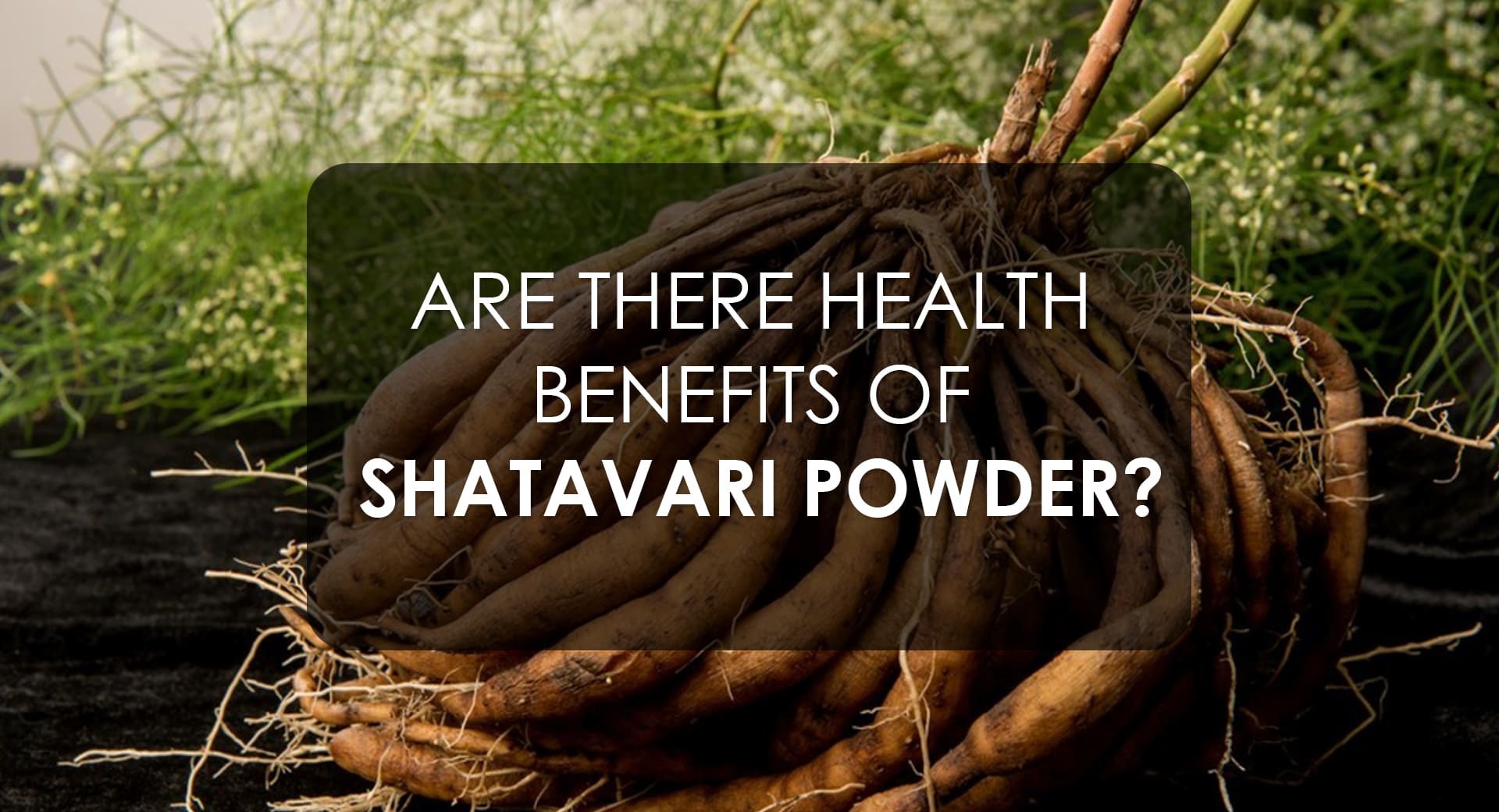 Are There Health Benefits of Shatavari Powder?