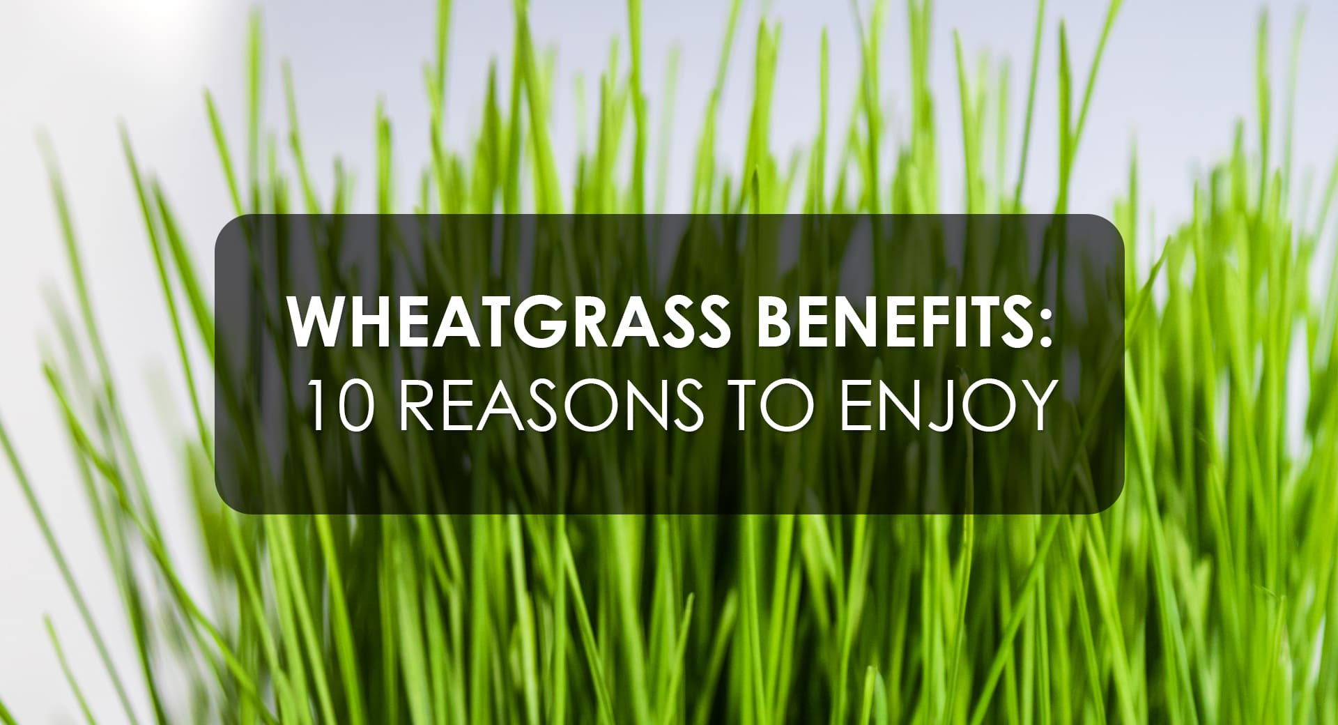 Wheatgrass Benefits: 10 Reasons to Drink It Everyday