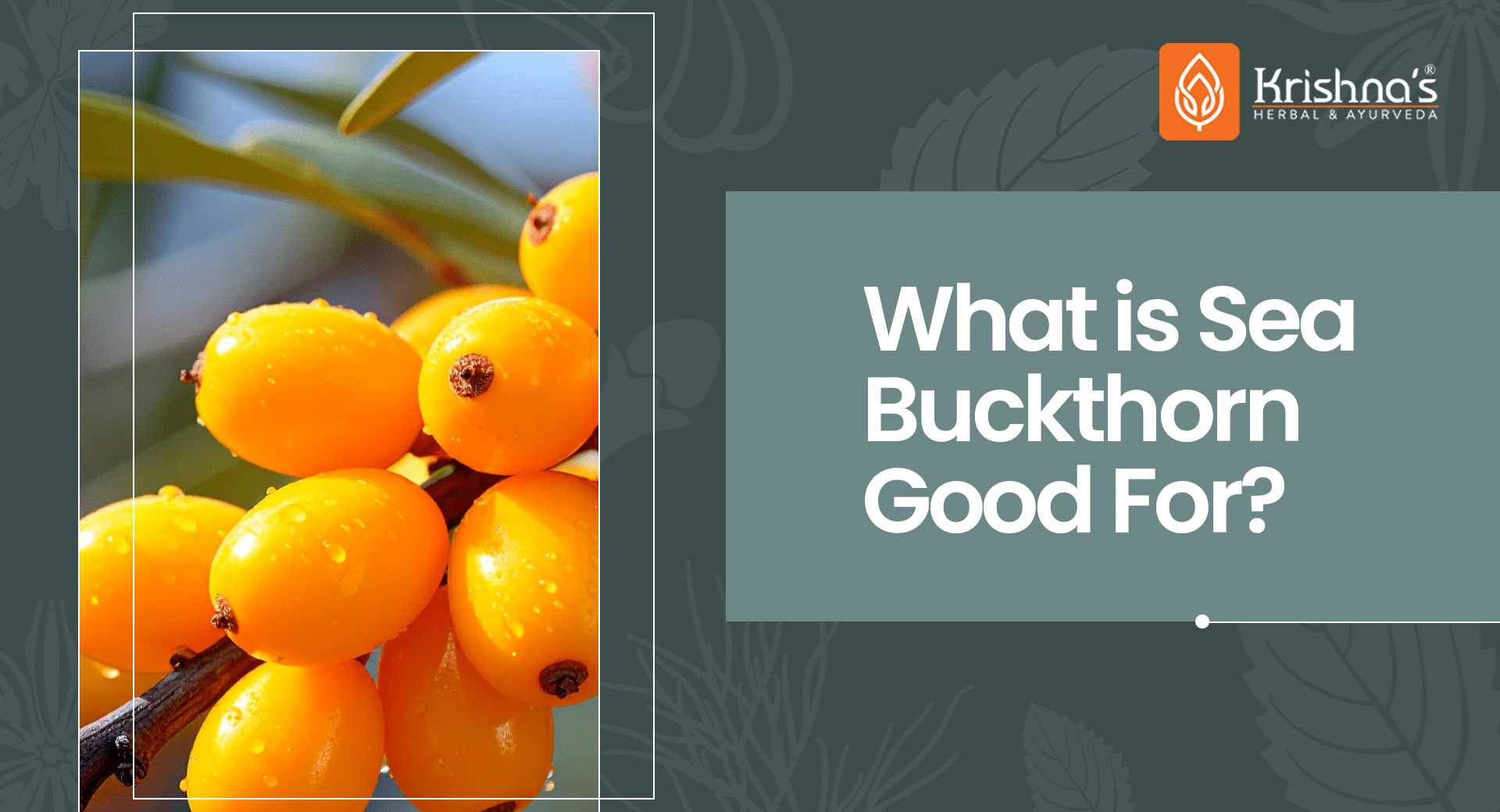 What is Sea Buckthorn Good For?
